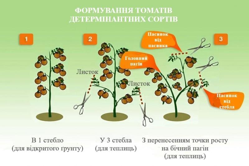 Червень на городі: Пасинкування – найнеобхідніша робота цих днів