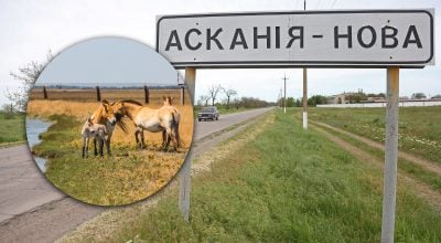 Заповідника "Асканія-Нова" більше немає: що росіяни з ним зробили